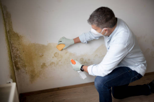 Pinellas Park, FL Mold Removal Company